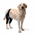 Revolutionary Double Knee Brace for Dogs - Ultimate Cruciate Support & Pain Relief